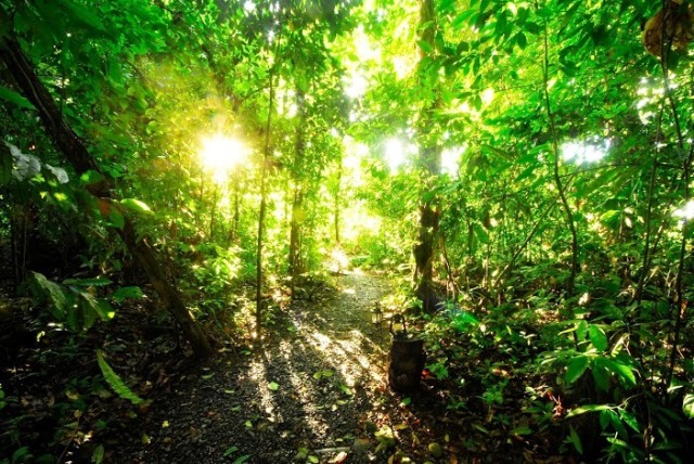 Nicuesa Lodge rainforest Costa Rica