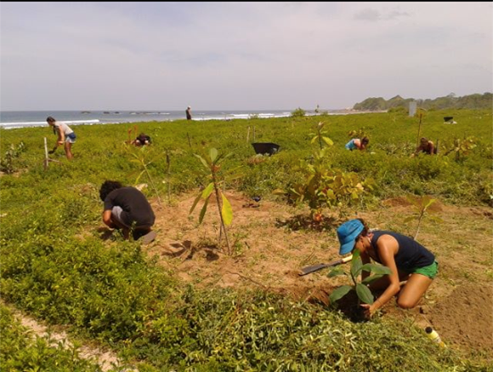 Planting trees on Playa Guiones, image by BarriGuiones Coastal Reforestation Project
