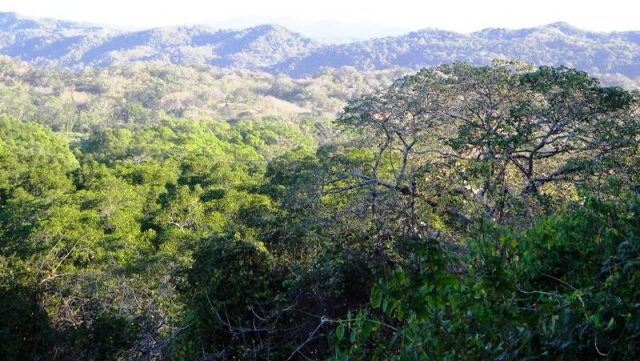 Dry tropical forest in Costa Rica