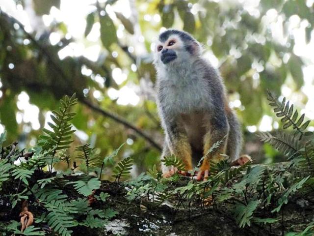 Squirrel monkey Manuel Antonio, photo by Titi Conservation Alliance