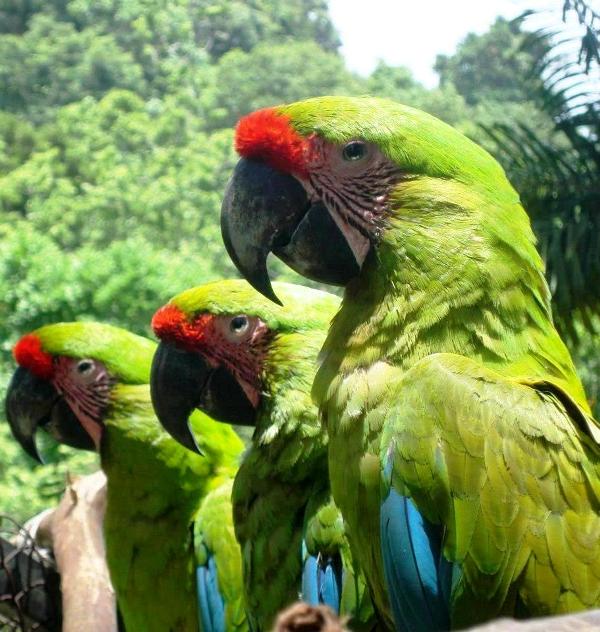 Great Green Macaws, image by – Enchanting Costa Rica