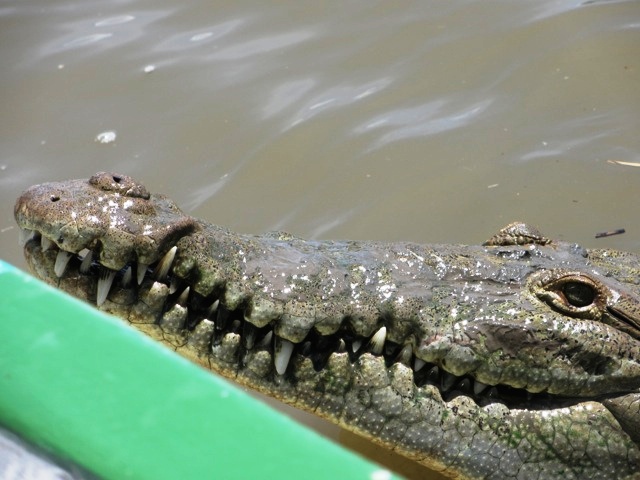 Tamarindo Wildlife Refuge crocodile