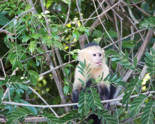 wildlife tours tamarindo