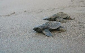Turtle babies heading to the sea