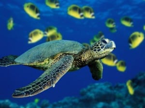 Green sea turtle swimming off Tortuguero coast