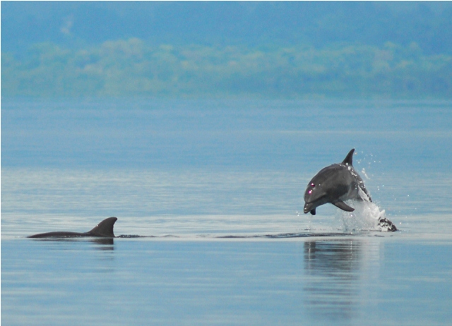 Dolphins in Golfo Dulce