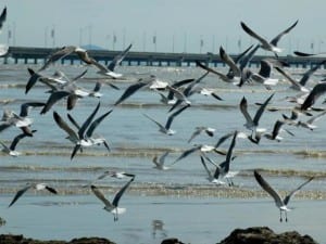 Panama Bay Wetland Wildlife Refuge for birds