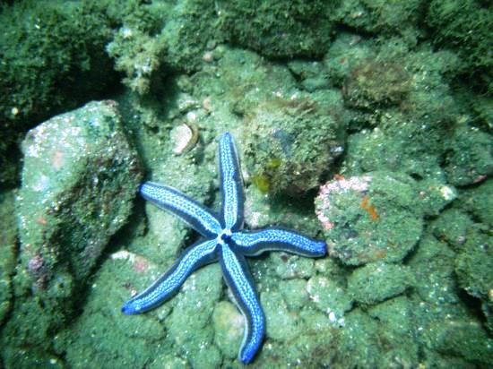 Golfo-Dulce's-Underwater-Wonderland-A-Dive-into-Coral-Reef-Biodiversity
