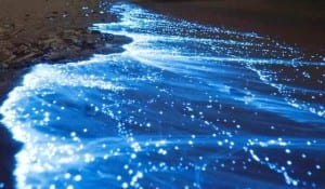 Bioluminescence-on-shore