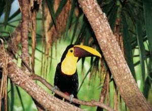birdwatching-in-golfo-dulce-and-piedras-blancas
