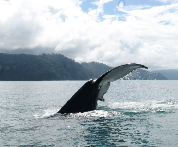 whale-watching-season-in-the-golfo-dulce-is-sweet