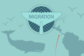 Infographic Whale migration facts