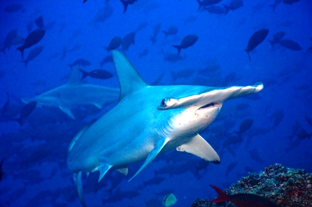 Hammerhead shark in Costa Rica, photo by Pretoma
