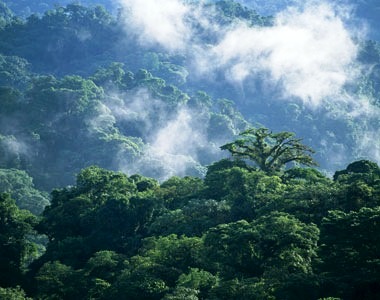 Monteverde cloud forest Costa Rica