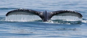 Costa Rica whale watching season in September