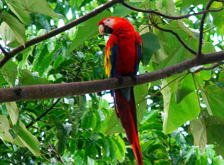Vibrant-Colors-and-Jungle-Serenades-Scarlet-Macaws-of-Nicuesa-Rainforest-Lodge