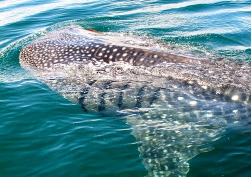 Whale shark in Golfo Dulce