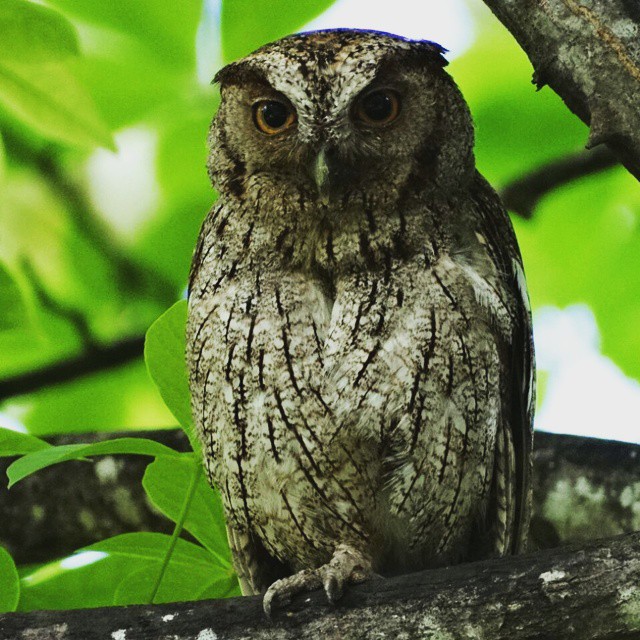Owl at Hacienda Guachipelin