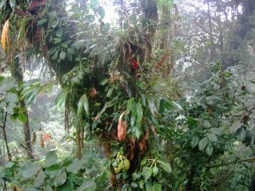 Make the best of your Monteverde Cloud Forest experience | Enchanting ...