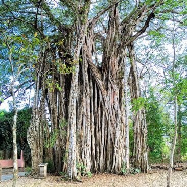 Visit the famous Banyan Tree during your stay at Pranamar Villas ...