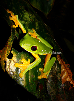 Red eyed Tree Frog at Veragua Rainforest