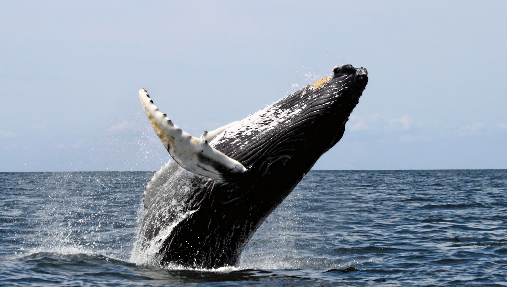 Humpback Whale leaping out of the water, Photo Credit Wikipedia.
