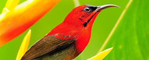 birds-at-veragua-rainforest-in-costa-rica
