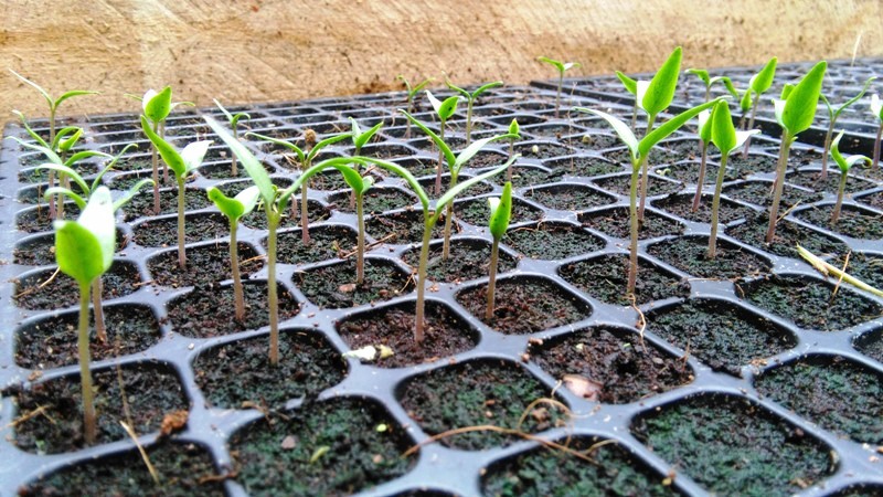 hydroponic-garden-at-playa-nicuesa-rainforest-lodge-in-costa-rica