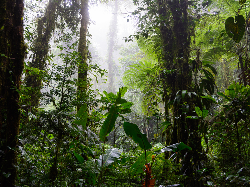 Santa Elena Cloud Forest, photo Wikimedia.