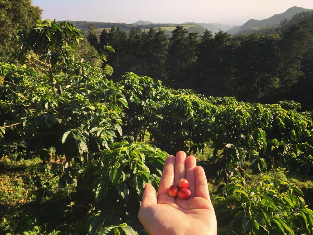 View from El Trapiche Coffee Tour, red "cherries" in hand, photo credit brko0003.