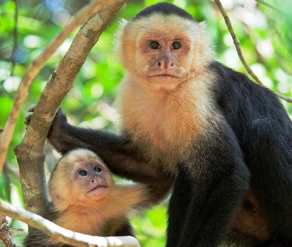 an-unforgettable-family-vacation-in-the-costa-rican-rainforest