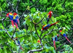 Uncovering-feathered-gems-a-birdwatchers-paradise-at-nicuesa-costa-rica