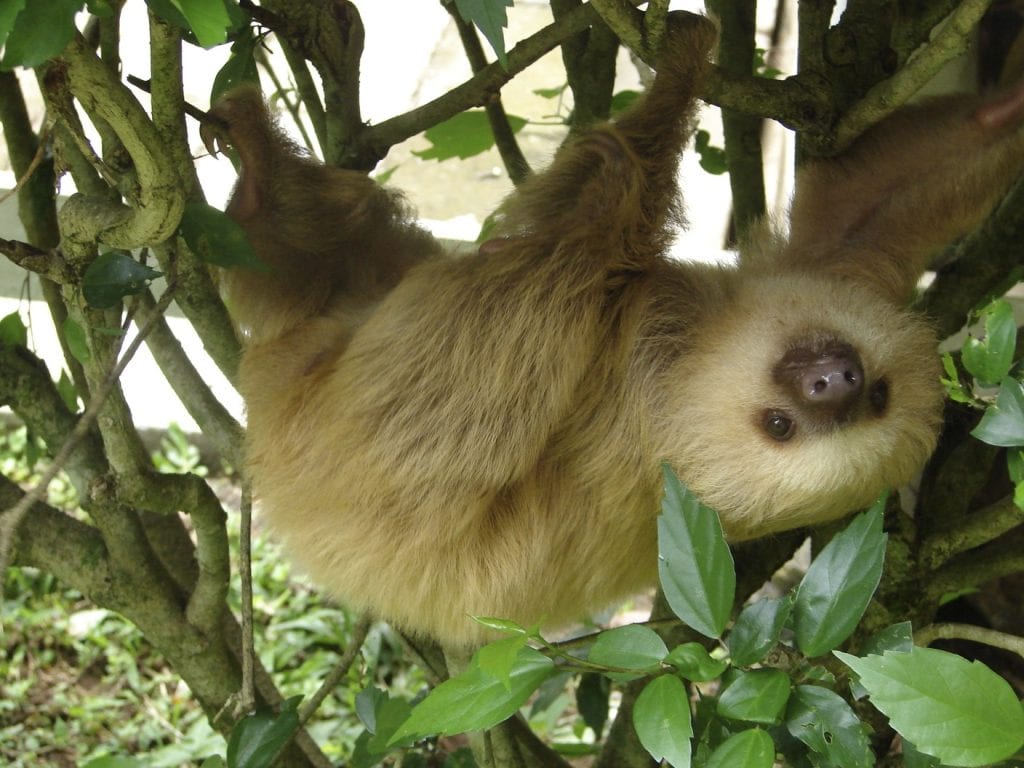 Two fingered sloth. photo credit Wikimedia.