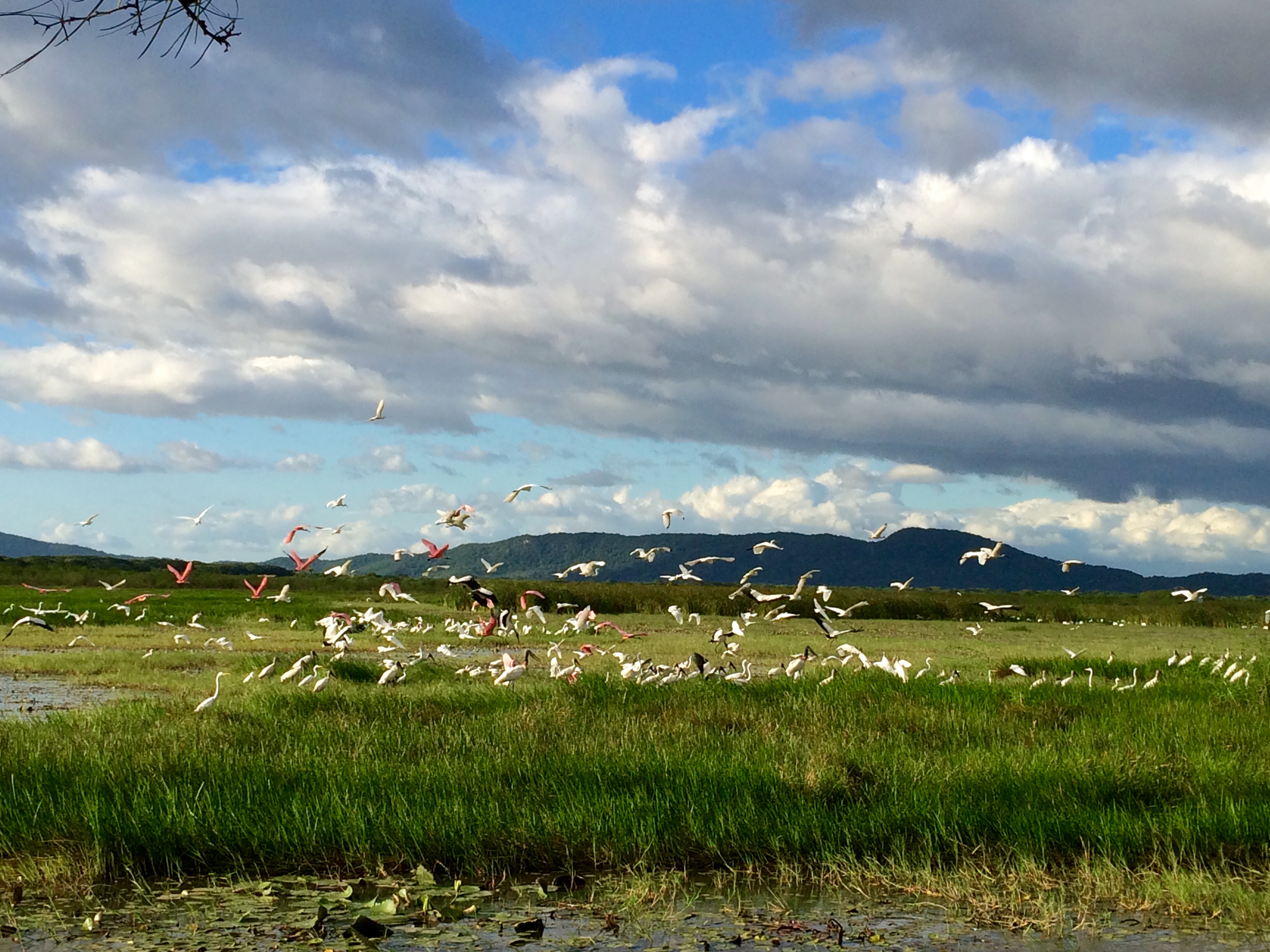 Variety of birds enjoying the wetlands, photo credit Rancho Humo.