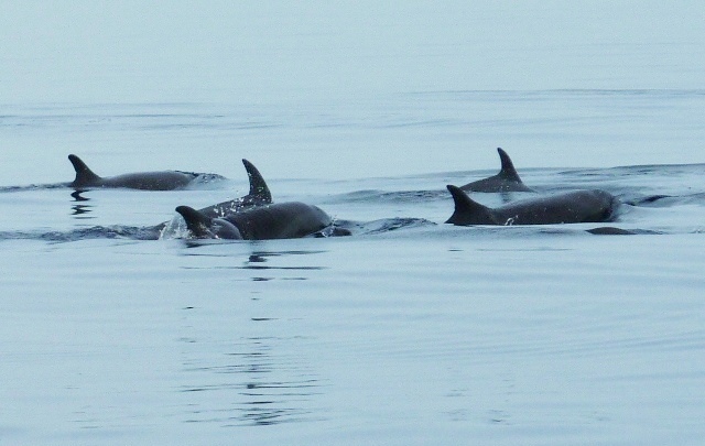 Dolphins in Golfo Dulce Costa Rica