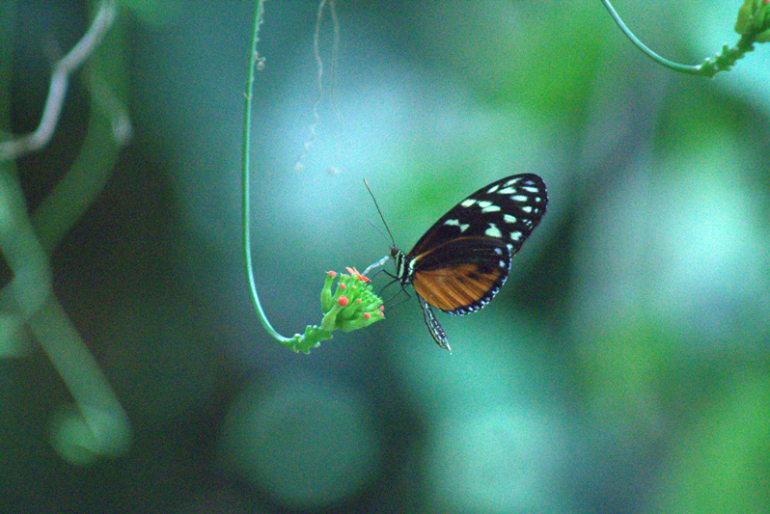 see-amazing-butterfly-species-in-costa-rica-at-veragua-rainforest