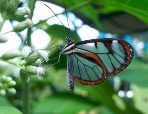 Butterfly Veragua Rainforest