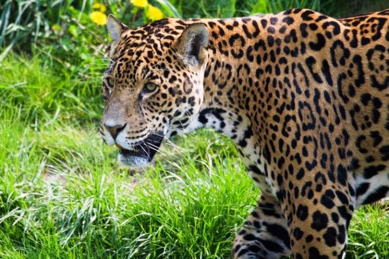 Osa Peninsula is Key Site for Jaguar Conservation in Costa Rica ...