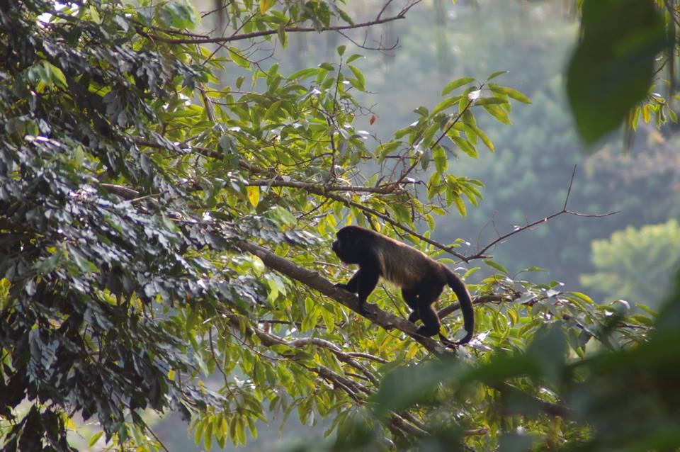 Costa Rica wildlife howler monkey