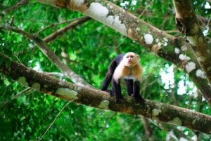Explore Rare Wildlife in Costa Rica’s Golfo Dulce at Nicuesa Rainforest Lodge