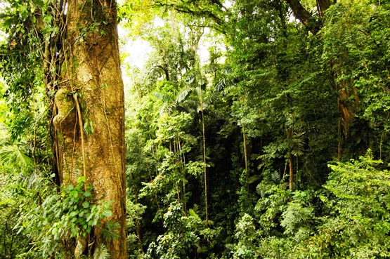 the-best-nocturna-rainforest-experience-in-arenal