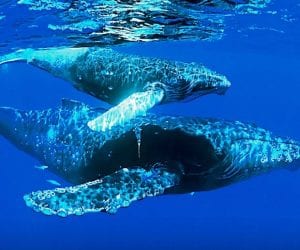 Marine Magic-Embracing-Humpback-Whale-Season-at-Nicuesa-Rainforest-Lodge