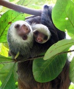 Sloth and baby in Costa Rica