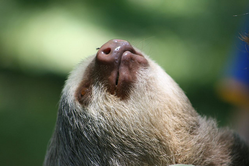 costa rican rainforest sloth