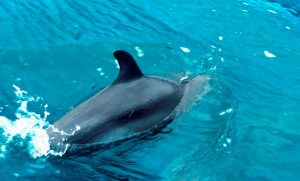 Golfo Dulce Dolphin Tour