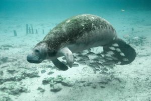 Costa-Ricas-Manatees-Tortugueros-Mermaids-of-the-Canals