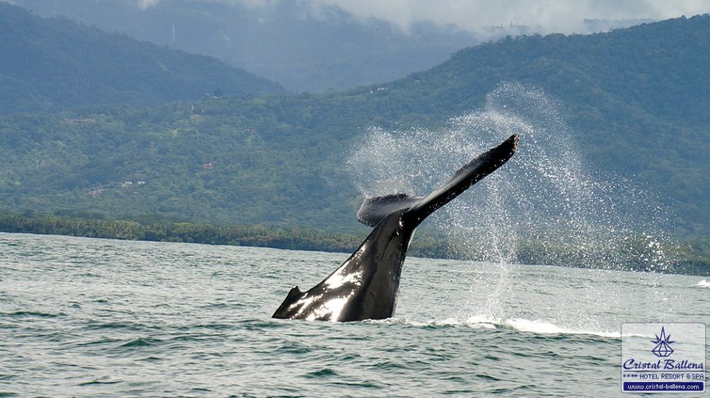 Witnessing-the-Humpback-Whale-Migration-at-Golfo-Dulce-Costa-Rica