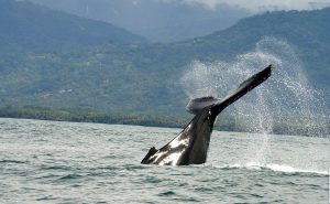 Witnessing-the-Humpback-Whale-Migration-at-Golfo-Dulce-Costa-Rica