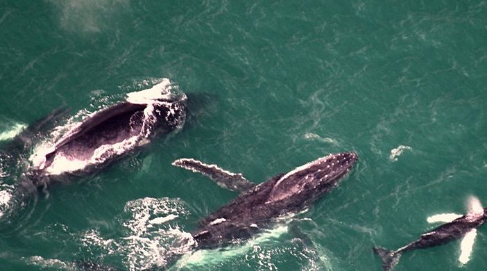 Witnessing-the-Humpback-Whale-Migration-at-Golfo-Dulce-Costa-Rica