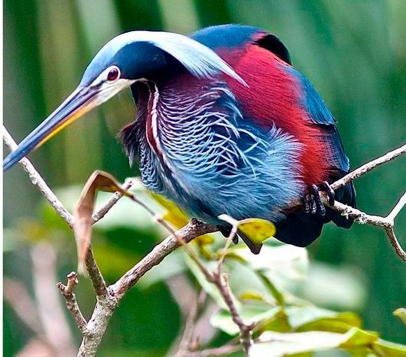 Agami-heron-adventures-at-lirio-lodge-a-birdwatchers-haven-on-costa-ricas-caribbean-coast
